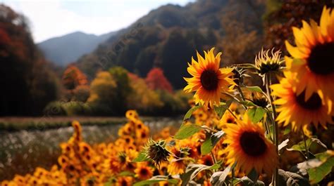 Field Full Of Sunflowers And An Autumn Mountain Background, Autumn ...