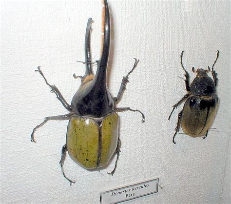 EPIC Creature of the Month!: Hercules Beetle