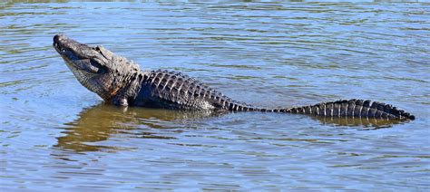 Dina's City Wildlife Adventures: Alligators and birds at Gatorland