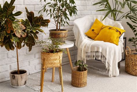 Decora O Natural Aprenda A Criar Ambientes Aconchegantes Plantas