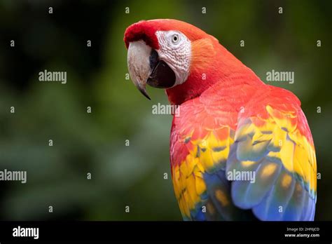 Wild Scarlet Macaw in Costa Rica Stock Photo - Alamy