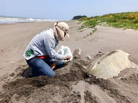 Tortugas Anidan En Playas Del Norte De Veracruz Rck Noticias