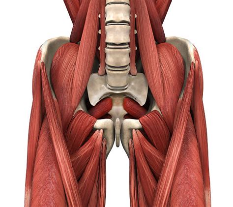 Músculo Psoas Ilíaco Banco De Imagens E Fotos De Stock Istock