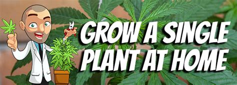 Tips For Growing Cannabis - How To Grow Marijuana Seeds