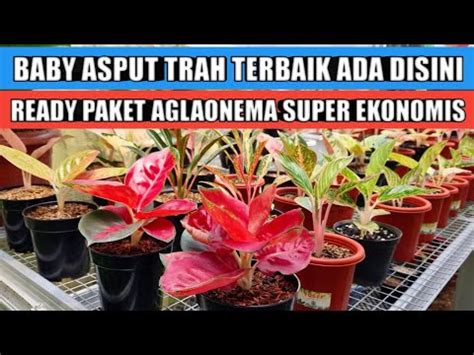 Baby Asput Trah Terbaik Ada Disini Paket Aglaonema Super Ekonomis