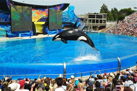 Bill seeks to ban orca shows at SeaWorld San Diego - Los Angeles Times