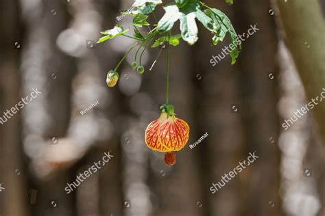 View Of An Abutilon Pictum Flower Dangling Off A Branch Also Known As