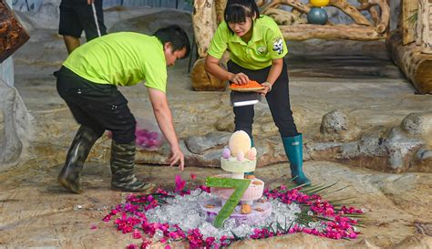 Foto Merayakan Ulang Tahun Dua Panda Raksasa Di Haikou Foto Liputan