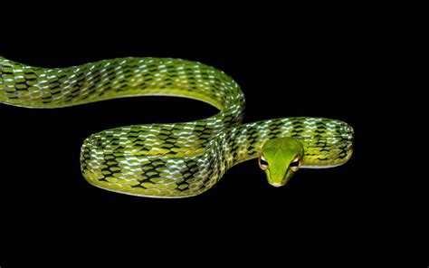 Asian Vine Snake - Ahaetulla prasina — HongKongSnakeID.com