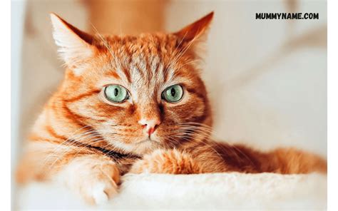 300 The Best Ginger Cat Names For Your Cute Kitty Mummy Name