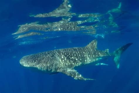 Excursión para ver tiburones ballena desde Cancun