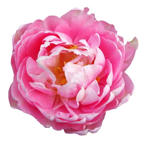 Bunga Rose Pink Png