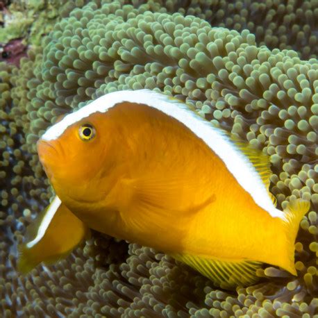 Amphiprion Sandaracinos Orange Skunk Clownfish TB