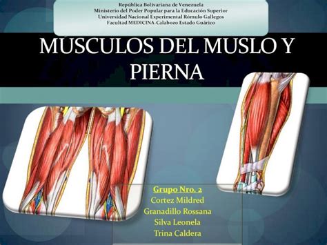 PDF MúSculos Del Muslo Y Pierna DOKUMEN TIPS