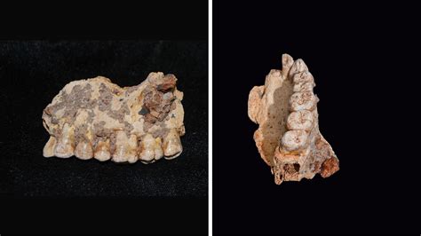 Israeli Archaeologists Find Oldest Human Remains Out of Africa, From ...