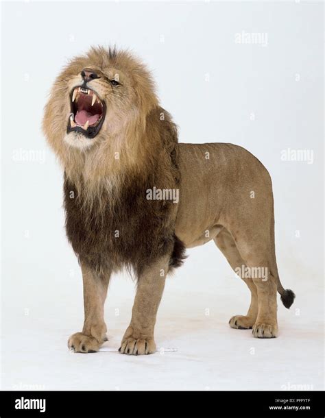 Lion (Panthera leo) standing and roaring, side view Stock Photo - Alamy