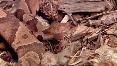 Baby Copperhead Snakes Will Emerge Soon In North Carolina Due To