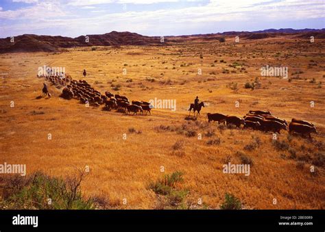 Livestock Hi Res Stock Photography And Images Alamy