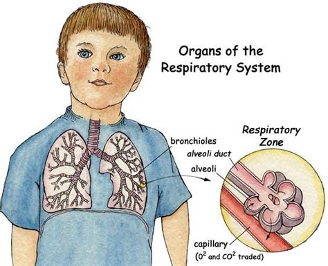 Parts Of The Respiratory System For Kids