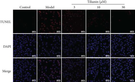 Tilianin Provided Neuroprotection To Ogd Injured Hncs A Increased