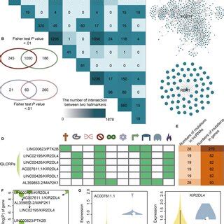 Common And Specific Features For Any Two Cancer Hallmarks Based On