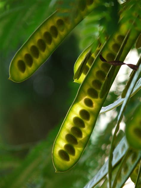 Edit Free Photo Of Seeds Pods Acacia Acacia Karroo Hawthorn Needpix