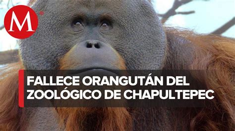 Murió Toto orangután que habitaba en el Zoológico de Chapultepec a