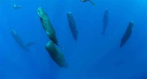 Baleia Cachalote Caracter Sticas Tamanho Peso E Fotos Mundo Ecologia