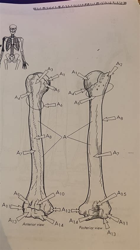 Humerus Labeling Diagram Quizlet