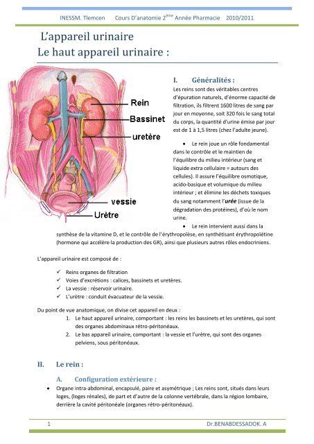 Appareil Urinaire Cours