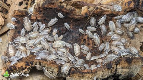 Caring for Isopods