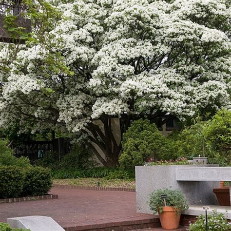 Chinese Fringetree Chionanthus Retusus 5 10 Seeds Ebay