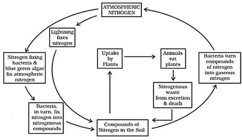 Microorganisms Cbse Class 8 Science Notes Chapter 2