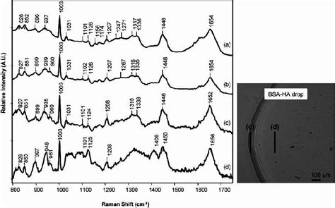 Raman Spectra Collected From A Solid Bsa B Drop Deposition Of Bsa Download Scientific