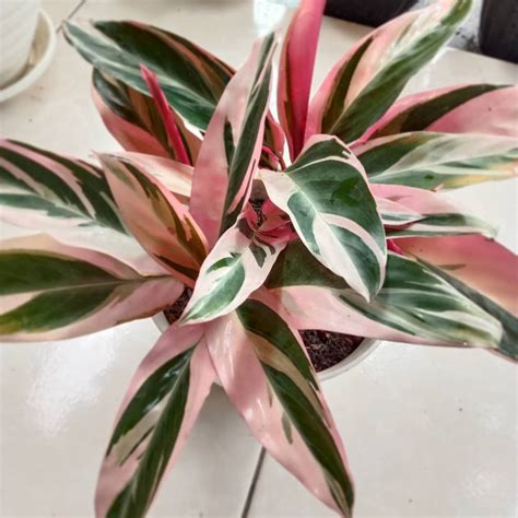 Jual Tanaman Hias Meranti Bali Calathea Multicolor Shopee Indonesia