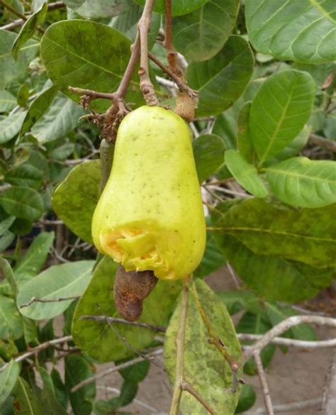 cashew nut tree.JPG (1 comment) Hi-Res 720p HD