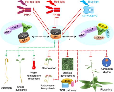 Function Of The Cop Spa Complex In Hormone Responses An Overview Of