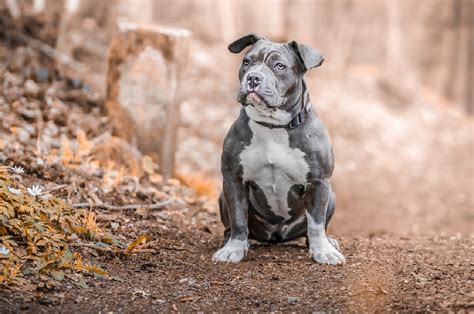 23 Best Types Of Bully Dog Breeds