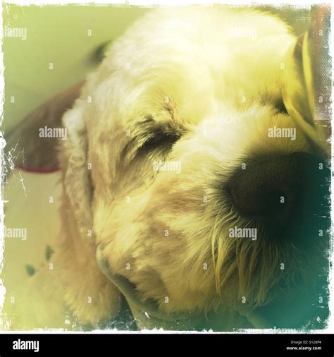 Dog Eyes Sleepy Hi Res Stock Photography And Images Alamy