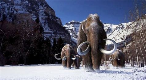 Harvard Doctor Playing God Will Bring Dead Woolly Mammoth Back To Life