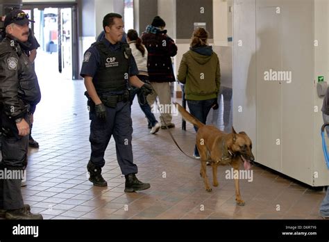 What Are Border Patrol Dogs Trained To Smell