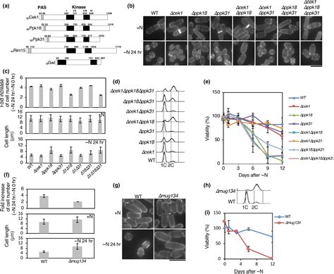 The Fission Yeast GreatwallEndosulfine Pathway Is Required For Proper