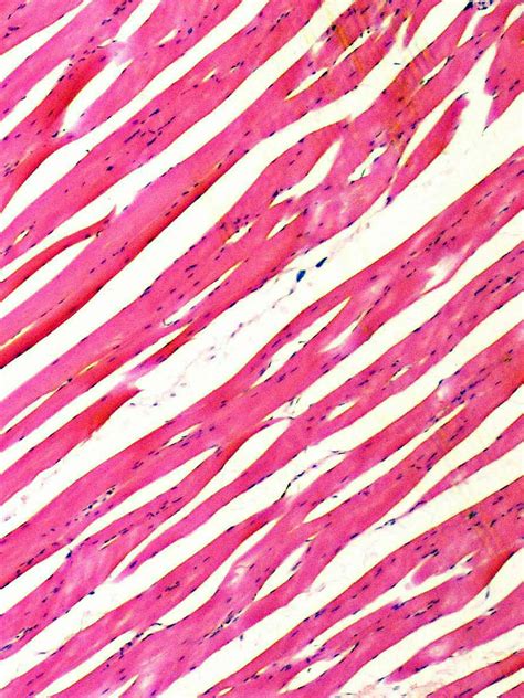 Définition Des Tissus Et Exemples En Biologie