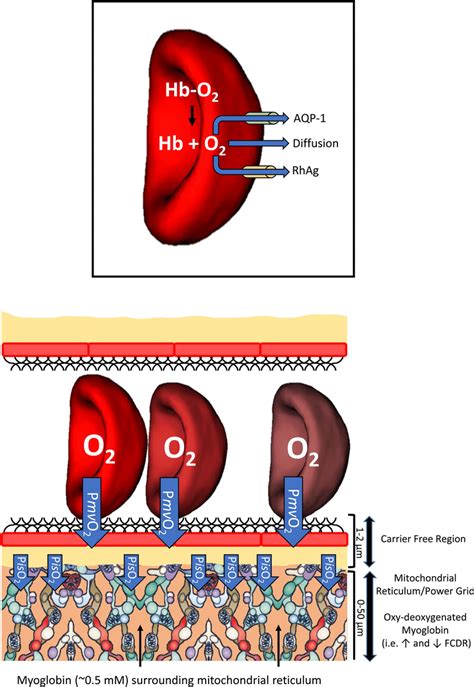 Red Blood Cell To Intramyocyte Oxygen Transportdiffusion To Support