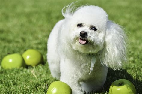 The Top 4 Bichon Frise Haircut Styles | The Dog People by Rover.com