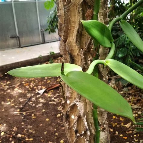 Vanilla planifolia | Liberty Hyde Bailey Conservatory