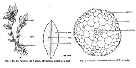 Funaria - Structure, Characteristics, Reproduction - Biology Notes Online