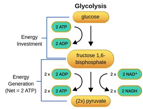 Glycolysis Definition And Examples Biology Online Dictionary