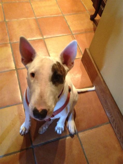 23 Bull Terrier Rescue L2sanpiero