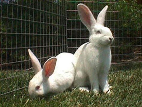 New Zealand Whites Are Popular Rabbits As Pets In The Show Ring And